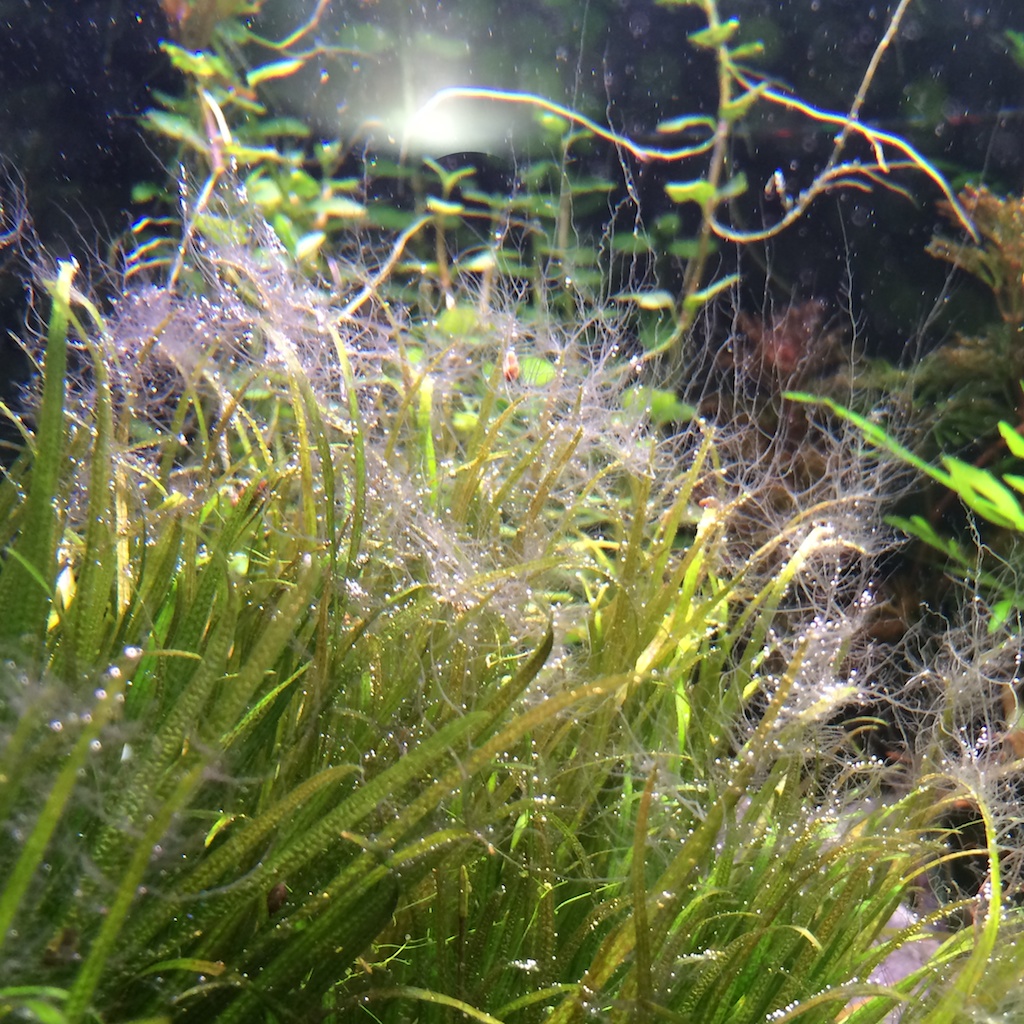 white algae in fish tank